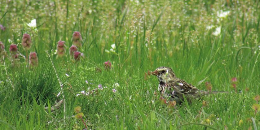 A Savanah Sparrow hides among the grass and wild. owers in a . eld near Keystone Lake. Photo by DeAnna Maddox.